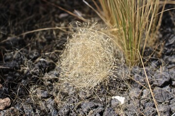 Dry grass in Santorini, Greece 