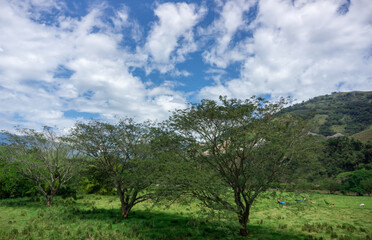 Obraz premium three guava trees on grass with mountaind behind 