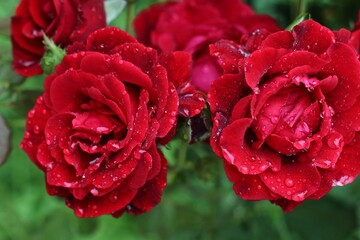 Red roses in full bloom 