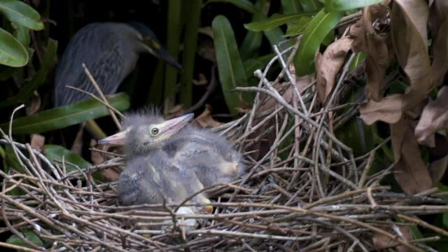 Nestlings in the nest, mother in the background, slow motion