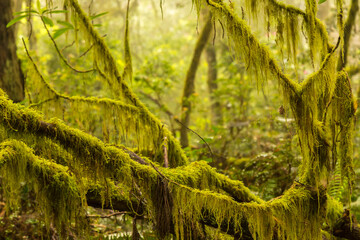 USA, California, Redwoods National and State Parks. Moss- covered redwood branches.
