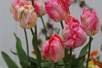 Obraz premium Colourful tulips in the garden 