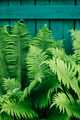 Fern leaves on the background of a wooden fence.