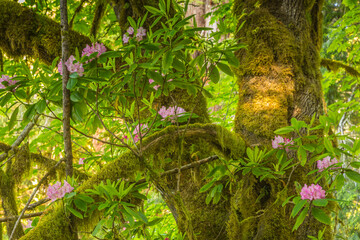 USA, California, Redwoods National and State Parks. Rhododendron blossoms and mossy tree.