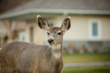 Cute white-tailed deer chewing grass