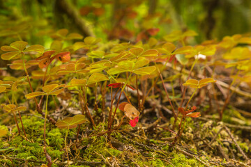 USA, California, Redwoods National & State Parks. Close-up of wood sorrel.