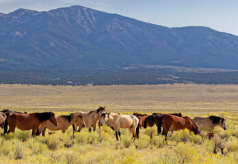 USA, California. Wild mustangs in Adobe Valley.