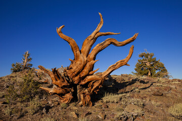 USA, California, White Mountains. Ancient bristlecone pine tree.