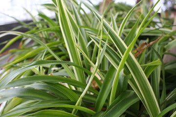 bright juicy green grass plants in the garden