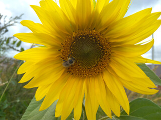 bright yellow sunflower flower with an insect bee on the petals
