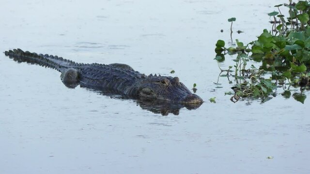  Large alligator in Florida lake