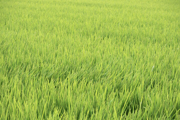 風に揺れる田んぼ