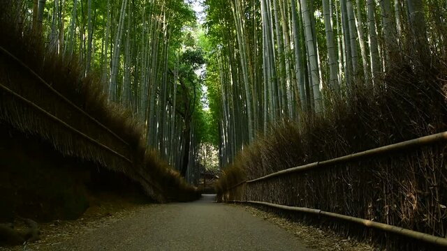 京都嵐山　竹林の小径