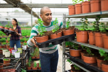 Man and woman farmers holding trays with flower pots with spearmint at greenhouse farm