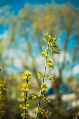 Young Spring Green Leaf Leaves Growing In Branches Of Forest Bush Plant Tree. Young Leaf In Sunlight On Boke Bokeh Natural Blur.