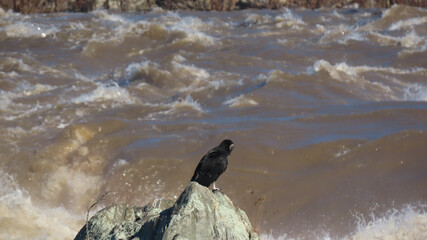 Black Vulture Viewing River Rapids