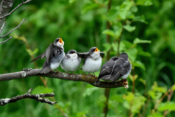 Fledgling tree swallow chicks beg for adults to bring them food.