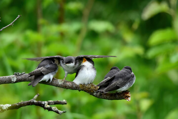 Fledgling tree swallows jockey for space on a tree branch soon after leaving the nest.