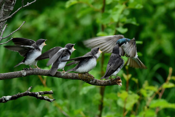 Fledgling tree swallow chicks vie for attention and food from an adult tree swallow soon after leaving the nest. © JT Fisherman