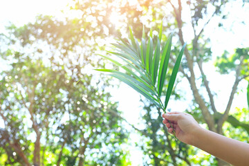Fototapeta na wymiar Selective focus hand holding palm leaf on sun silhouette with copy space. Palm Sunday celebration 