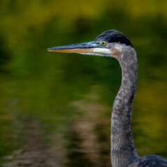 A juvenile Great Blue Heron (Ardea herodias) poses for a portrait while wading in a creek in the summer sun.