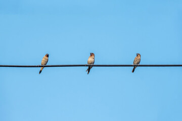 Scaly-breasted Munia (Lonchura punctulata) on a power cable ,Thailand...