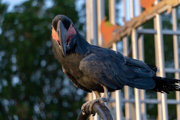 portrait of a parrot