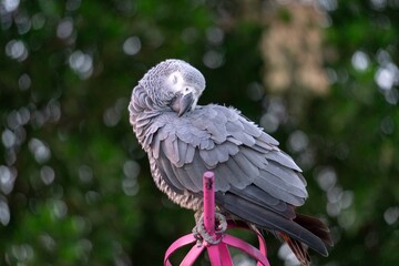 grey parrot