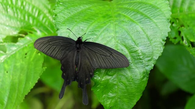 Black color Pink Rose Swallowtail Butterfly, Pachliopta Kotzebuea is resting on green leaf.