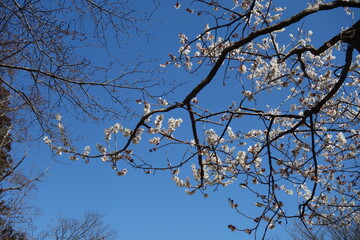 梅