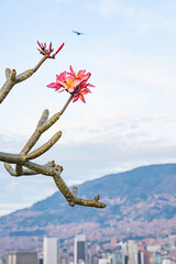 arbre en fleur sur les hauteurs de Medellin, Antioquia, Colombie