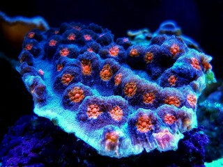 Chalice colorful coral in marine aquarium