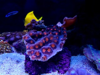 Chalice colorful coral in marine aquarium