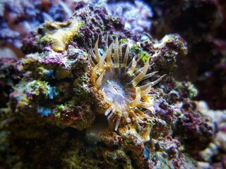 Naklejka na ściany i meble Aiptasia small glass anemones are nasty pest in reef aquariums