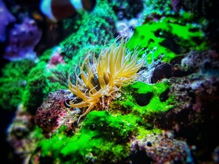 Naklejka premium Aiptasia small glass anemones are nasty pest in reef aquariums