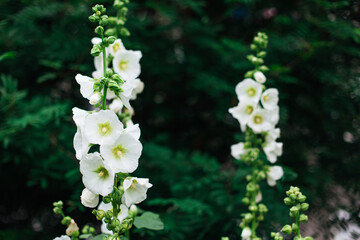 White mallow flowers in a green yard