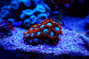 Zoanthus polyps small colony in closeup shot