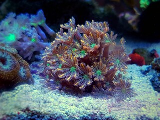 Clavularia glove polyps colony in reef aquarium tank