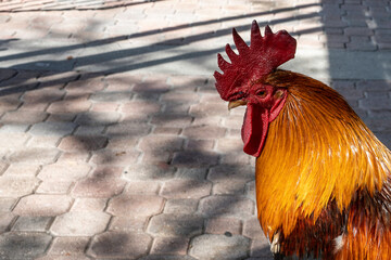 Park Bench Rooster