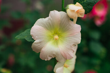 Fototapeta premium Pink mallow flowers in a green yard