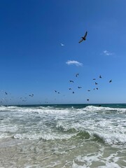 Flock of pelicans and seagulls feeding on Gulf of Mexico water 