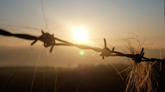 Rural golden hour relaxing sunrise horse hair caught on barbed wire in countryside dolly left