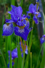 Bright colorful blue irises (Íris) close-up with green leaves in the garden