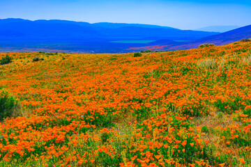 Fototapeta na wymiar Golden California Poppies fill a hillside in the Antelope Valley area of Southern California