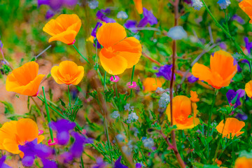 Obraz premium Close up of California Poppies bloom with Showy Penstemon