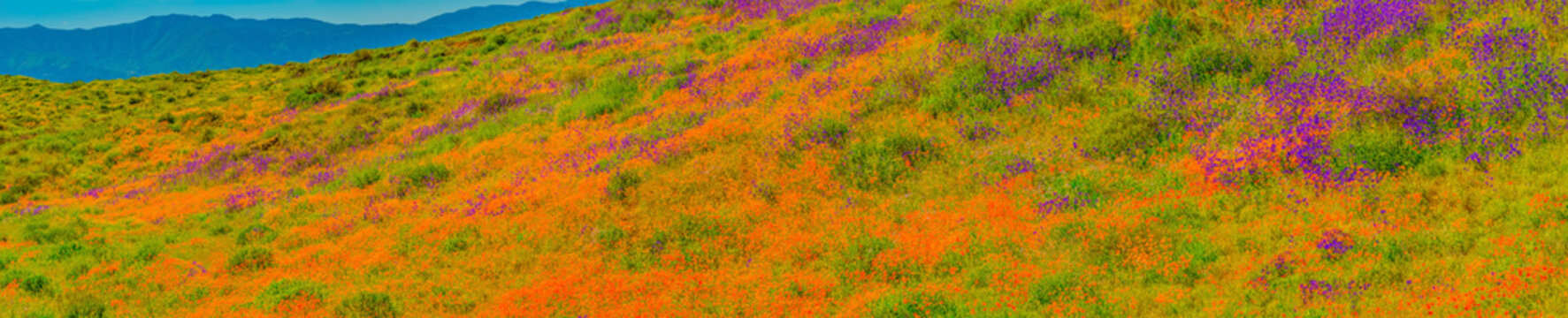 Panorama Of California Poppies And Penstemon On Riverside County Hillsides.