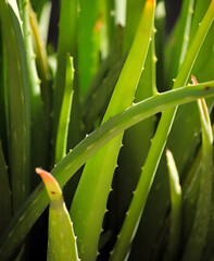 Obraz premium Aloe Vera en primer plano