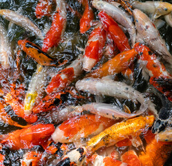 Koi fish or carp fish swimming  in pond