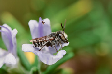 Bee Coelioxys over flowers 02