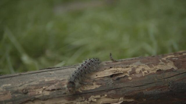 Gypsy moth caterpillar crawling on log, handheld close up